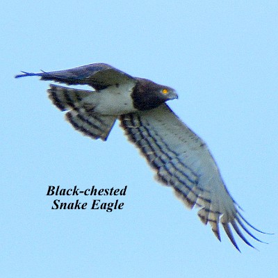 Black-chested Snake Eagle